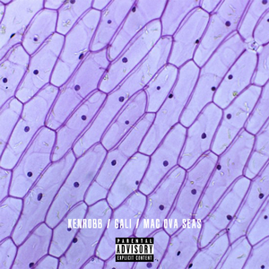 一级黄色操女人
