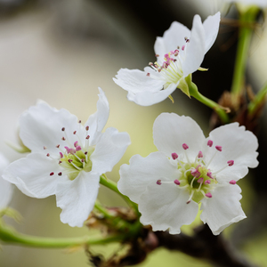 一级黄色操女人
